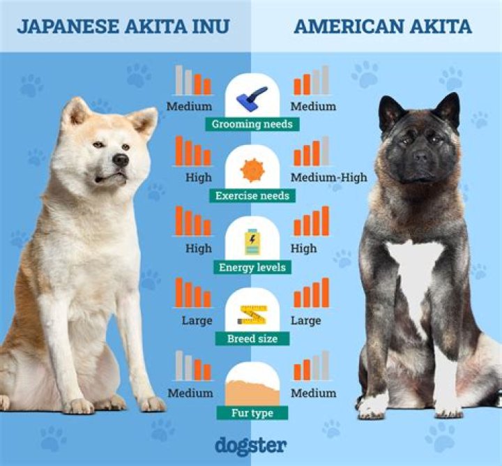 American Akita Vs Japanese Akita