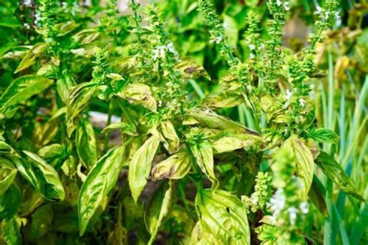 Brown Basil Leaves - How To Discuss
