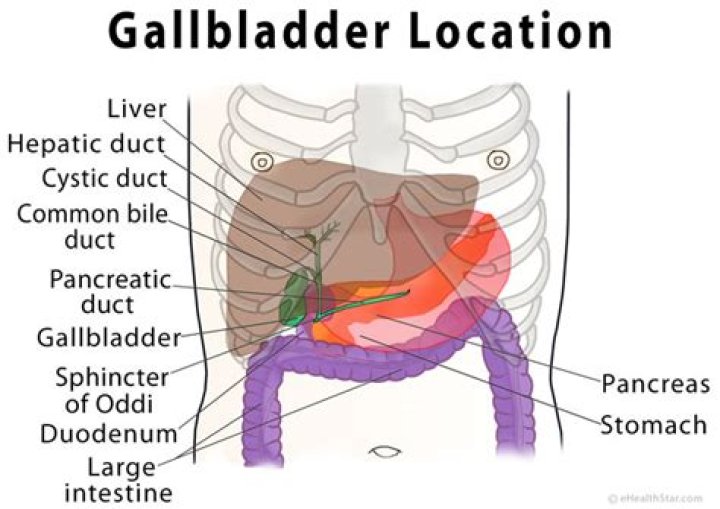 Gallbladder location in body - How To Discuss