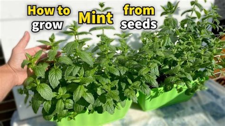 Growing mint - How To Discuss