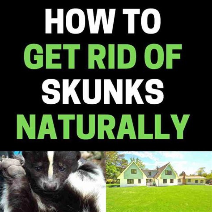 How to get rid of skunks?