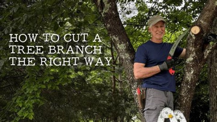 Tree branch removal - How To Discuss