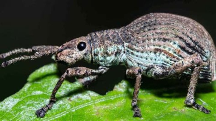 Weevil bug - How To Discuss